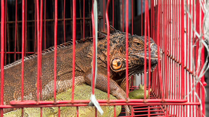 Close up of Iguana is a lizard reptile in the genus Iguana in the iguana family