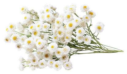 PNG Pearly Everlasting blossom flower plant.