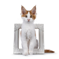 Pretty red with white Maine Coon cat kitten, sitting up elegant through photo frame. Looking...