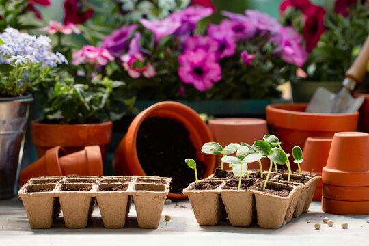 Seedlings of vegetables and colorful flowers in the garden