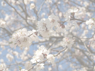 Apricot tree flowers