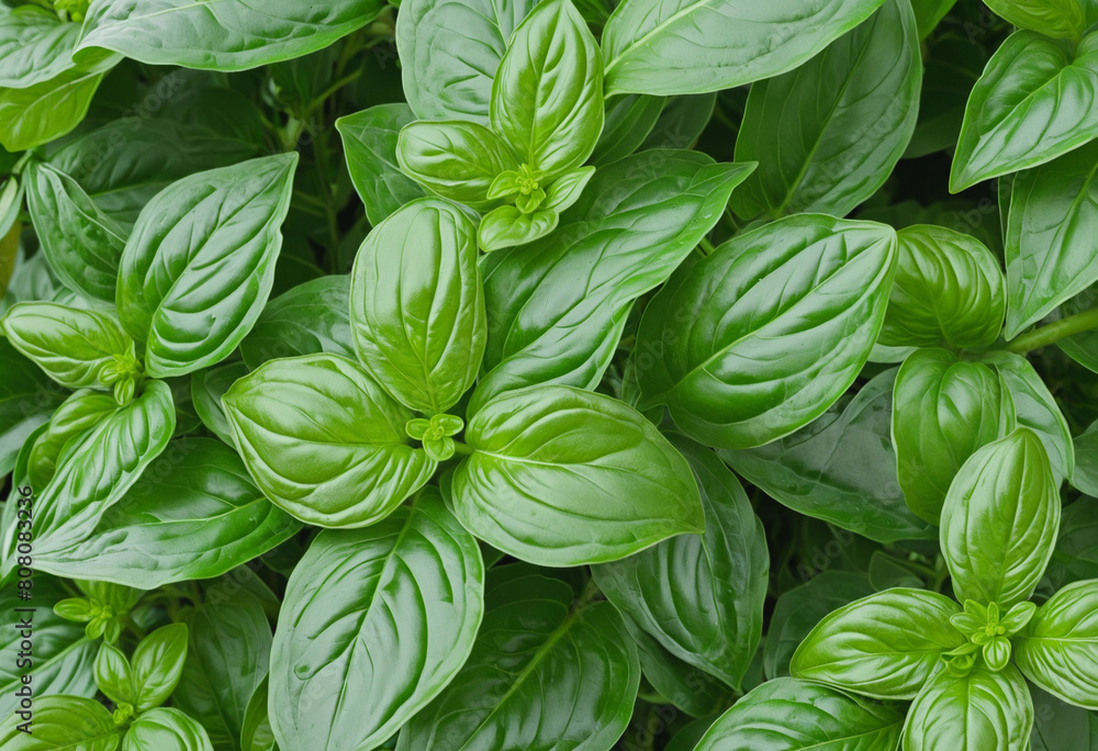 Poster close-up of fresh basil leaves isolated against a transparent background using generative ai technol