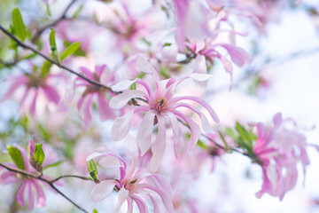 Magnolia flowers with pink petals blooming in spring fabulous garden, mysterious fairy tale...