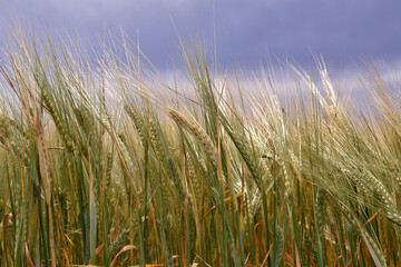 Obraz premium background of green grain ears in the field