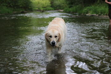 golden retriever in river, spring nature