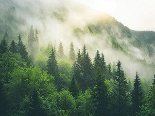 Lush green forest with misty mountains in the background, early morning light peeking through