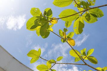 Tree branch with leaves in front of a blue sunny sky. Summer background with copy space