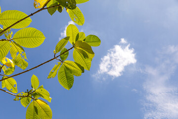Tree branch with leaves in front of a blue sunny sky. Summer background with copy space