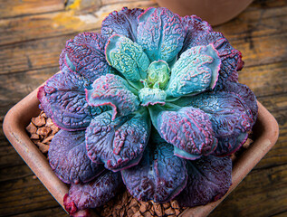 Fleshy leaved rosette of the custering succulent houseplant, Echeveria linguas.