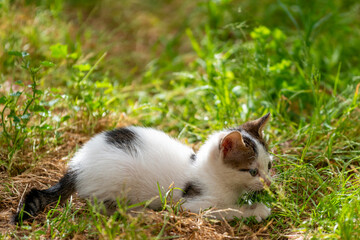 Chaton couché dans l'herbe