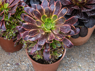 Aeonium arboreum. Succulent plant. Selective focus on the rosette.
