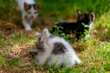 Chatons dans un jardin