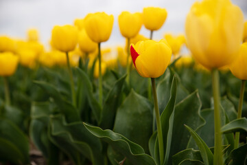 Fototapeta premium Tulip fields in the Netherlands.