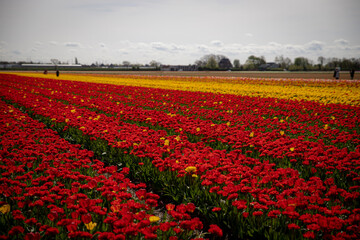 Tulip fields in the Netherlands.