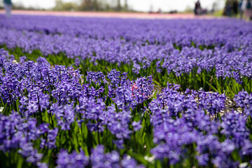 Fototapeta premium Tulip fields in the Netherlands.