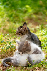 Chatons dans un jardin