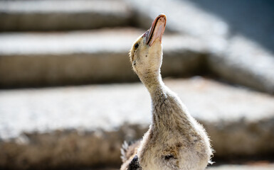 Photo of a proud little duckling.