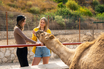 Girls feed a camel at the zoo.
