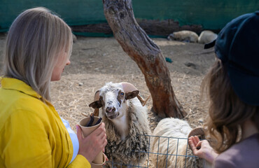 Feeding a ram at the zoo.
