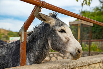 Photo of a donkey on a farm.