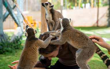 Lemurs play with a girl in a petting zoo.