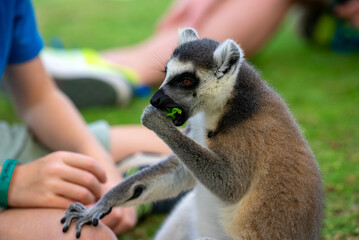 Feeding of lemur in petting zoo. Lemuroidea.
