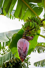 A banana tree flower grows on a tree.