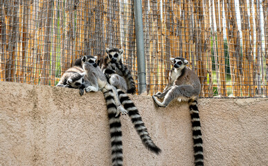 Lemurs resting in the shade at the zoo.
