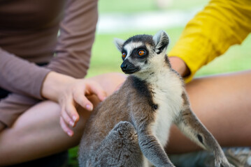 Portrait of lemur in petting zoo. Lemuroidea.