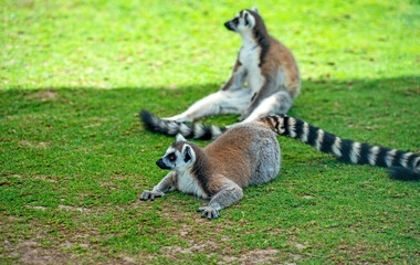 Lemurs resting in the shade at the zoo.