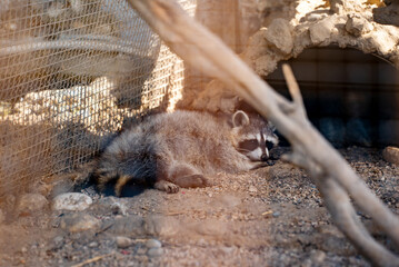 Sad raccoon in a cage at the zoo.