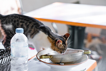 A street cat eats food from plates in a restaurant.