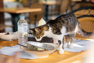 A street cat eats food from plates in a restaurant.