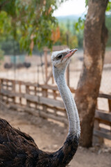 Portrait of ostrich bird head.