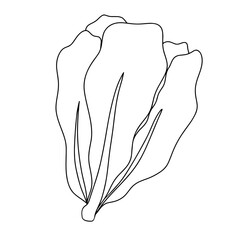 continuous line drawing of Chinese cabbage isolated on transparent background. Vector illustration