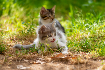 Chatons dans un jardin