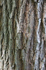 bark of a tree texture