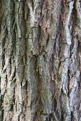 bark of a tree texture