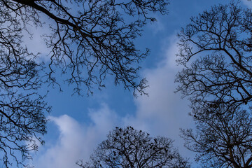 Looking up at tree tops in the evening, with crows perched in the branches