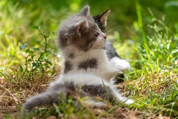 Chatons dans un jardin
