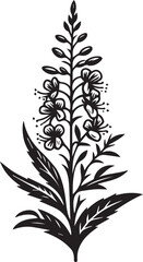 Fireweed wild flower vector silhouette Illustration. Willow herb. Fireweed. Hand drawn  botanical illustration on white. Vector graphic flower, silhouette design. Perfect for packaging 