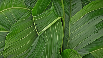 curved banana tree leaves with intricate patterns isolated on a transparent background for design layouts