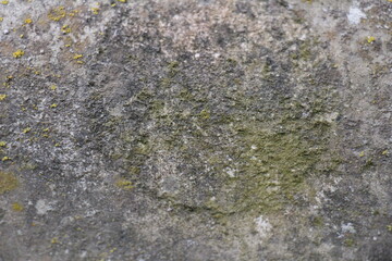 lichen on stone texture background