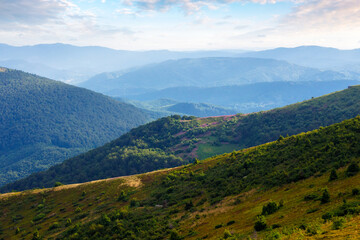 rolling grassy hills. carpathian landscape of ukraine on a sunny summer morning. mountainous...