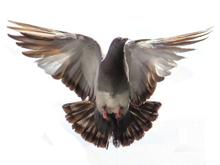 The dove that took flight - La paloma que alzó el vuelo
