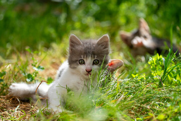 Chatons dans l'herbe