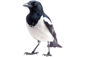 Fototapeta premium Magpie isolated on transparent background