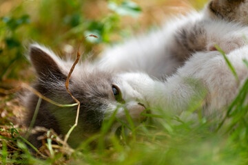 Chaton couché dans l'herbe