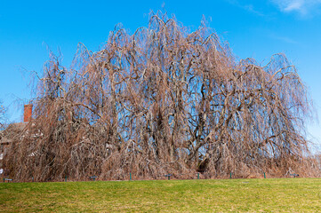 Majestic Weeping Willow Standing Tall in a Lush Park During Early Spring