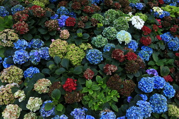 Hydrangea Macrophylla is a species of flowering plant in the family Hydrangeaceae.
Flora Exhibition Hall, Map Ta Phut Subdistrict Rayong ,Thailand 